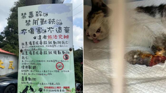 浪貓豆花受困捕獸夾 麗明動物醫院出手相救並籲正視陷阱危害