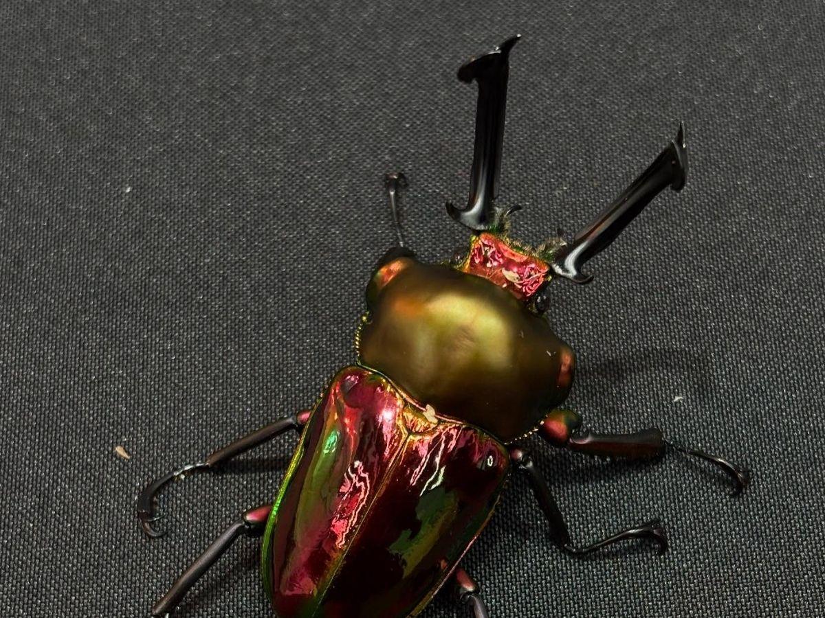 台南特殊寵物店推薦 10 年資深玩家教你養出帥氣甲蟲與爬蟲