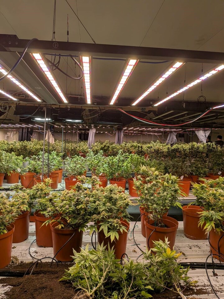 調查局破獲臺法共組鉅量大麻工廠　赴機場及時攔阻法籍共犯潛逃出境高雄旗山成據點